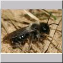Andrena vaga - Weiden-Sandbiene -05- w16 13mm mit Faecherfluegler 5 mm.jpg